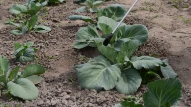 Summer. Farm. A worker with a special agricultural tool sprays a chemical that kills harmful insects over growing cabbage.