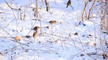 Two sparrows fight over a piece of bread lying on the ground covered with snow and begins to peck at it. The flock mates peck at the food next to them.