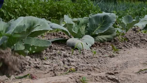 Summer Plantation Man Removes Weeds Row Cabbage Hoe — Stok Video