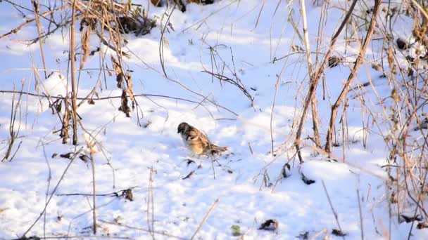 Two Wild Sparrows Looking Food Snow Covered Ground One Them — Vídeo de Stock