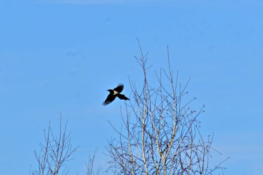 In the picture, a magpie bird spreads its wings and takes off from a tree.