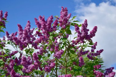 Blooming lilac bush under the blue sky.