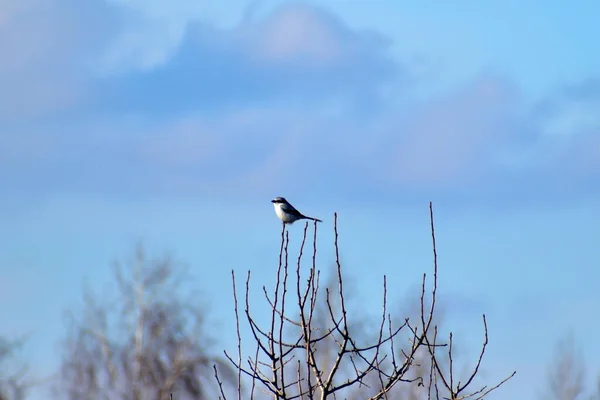 Picture Shows Magpie Sitting Top Tall Tree Background Sky — Stockfoto