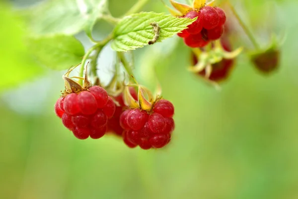 Picture Shows Several Ripe Raspberries Leaves Hanging Bush Green Background — Stock Photo, Image