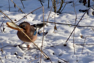 In the picture, a jay bird lifted a piece of bread from the ground with its beak.