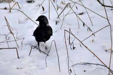 A black jackdaw bird walks on the ground covered with white snow.