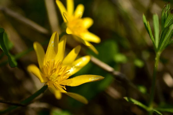 Close Yellow Flowers Growing Swamp — Stok fotoğraf
