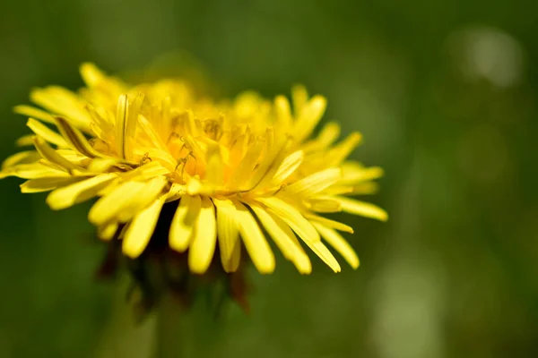 Zbliżenie Żółtych Kwiatów Mniszka Lekarskiego Rosnących Szerokim Polu — Zdjęcie stockowe