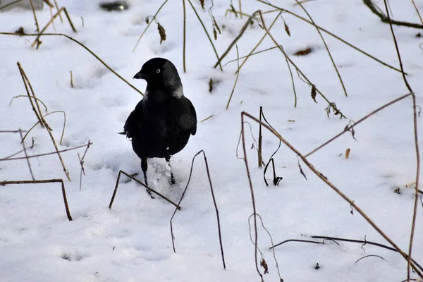 Black Jackdaw Bird Walks Ground Covered White Snow — Zdjęcie stockowe