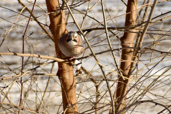 Bird Jay Sits Tree Branch Examines Ground Search Bread — Photo