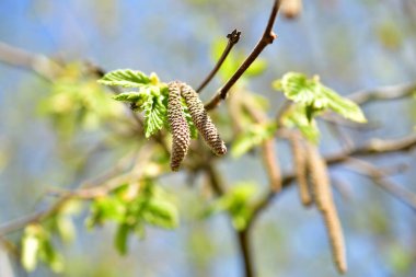 The picture shows a branch of a walnut tree with blossoming green leaves and eye-like earrings.
