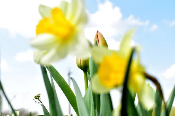 Picture Shows Daffodils Blooming White Yellow Background Image — Zdjęcie stockowe