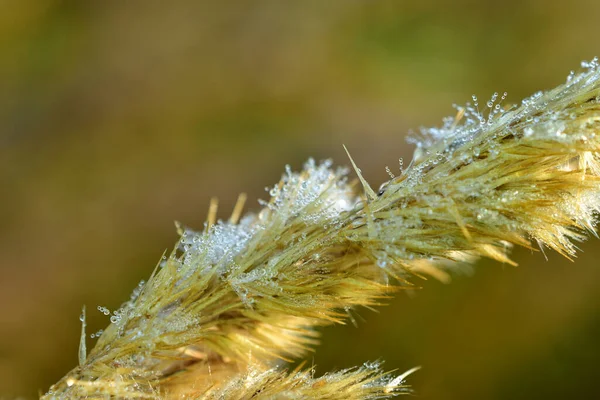 Numerous Transparent Drops Dew Visible Ear Grass — Φωτογραφία Αρχείου