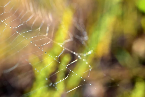 Численні Прозорі Краплі Роси Видно Нитках Павутини — стокове фото