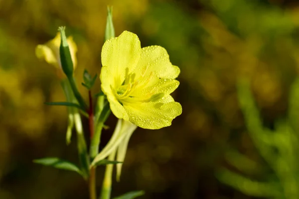Yellow Flower Whose Petals Covered Dew Drops — Stok fotoğraf
