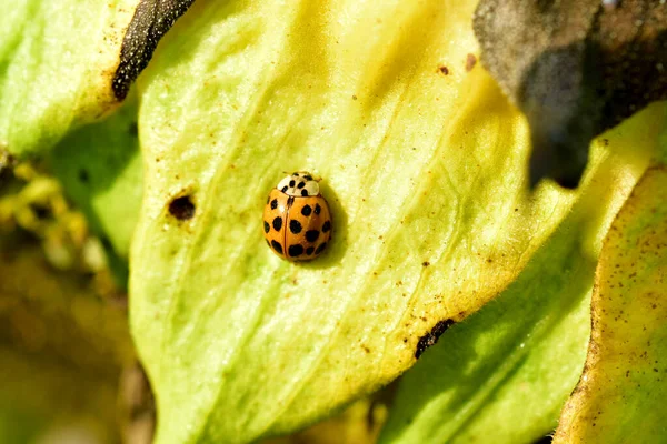 Yellow Ladybug Covered Dew Drops Sits Leaf — Zdjęcie stockowe