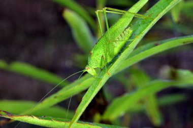The picture shows a representative of one of the locust species, the insect's body is covered with dew drops.