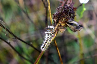 Close-up of a gypsy moth caterpillar crawling along a branch of a plant.