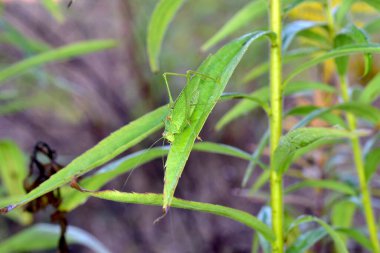In the picture, a representative of one of the locust species is resting peacefully on a leaf.