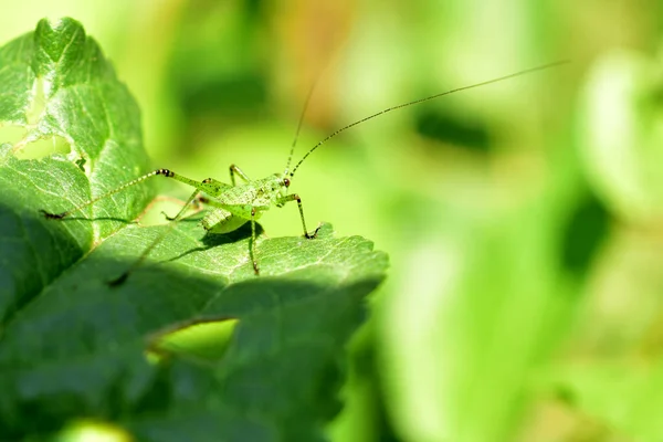 Picture Shows Representative Green Grasshopper Family Small Body Huge Hind — Zdjęcie stockowe