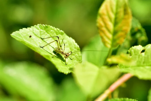 Picture Shows Representative Green Grasshopper Family — 图库照片