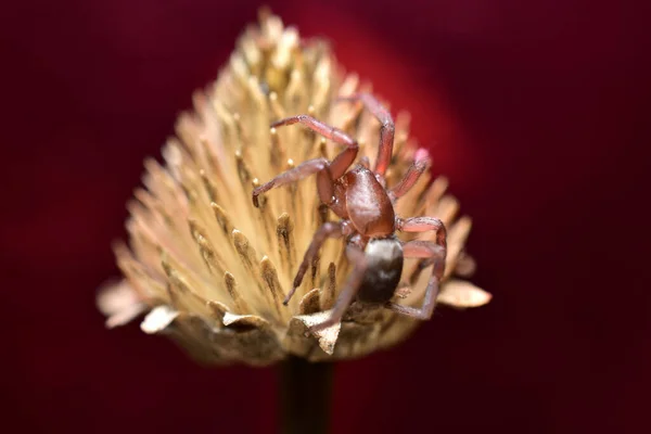 Close Tegenaria Spider Sitting Dry Flower Dark Crimson Background — стоковое фото