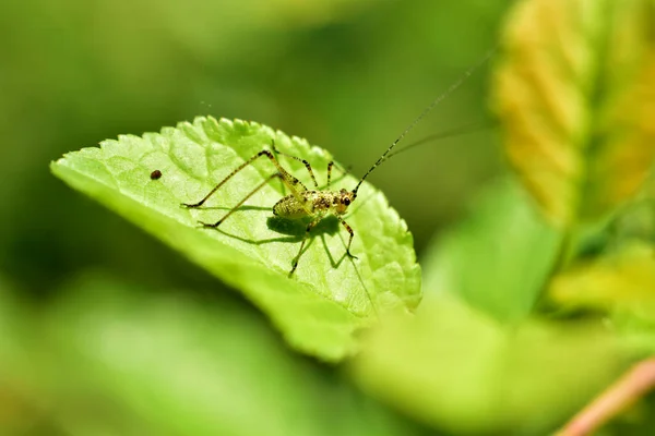 Picture Shows Representative Green Grasshopper Family Small Body — Stock fotografie
