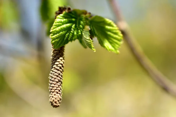 クルミの枝に薄緑色の若い葉が咲き 木にリリースされたイヤリング — ストック写真
