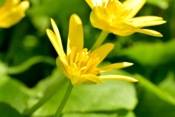 Primer Plano Una Flor Amarilla Con Estambres Pistilos — Foto de Stock
