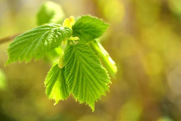 Uma Folha Jovem Verde Clara Que Floresce Ramo Noz — Fotografia de Stock