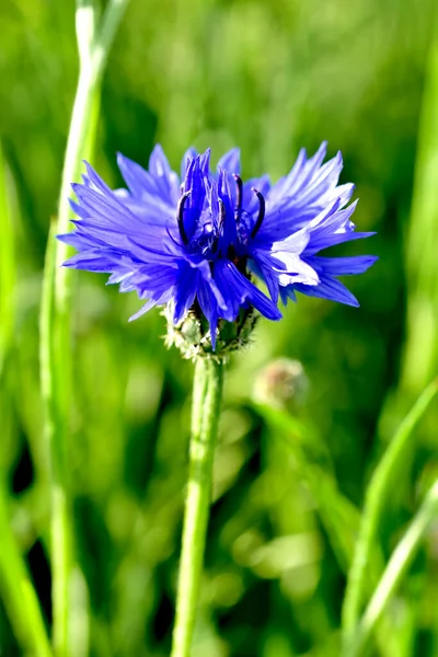 Samotny Niebieski Kwiat Zwany Chaber Jest Prezentem Walentynki — Zdjęcie stockowe