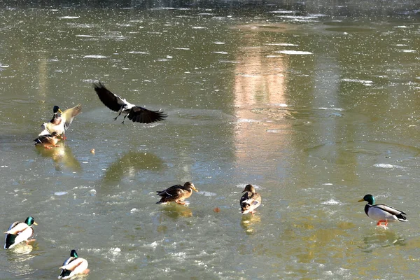 A crow flew to the ducks sitting on the ice. — Stock Photo, Image