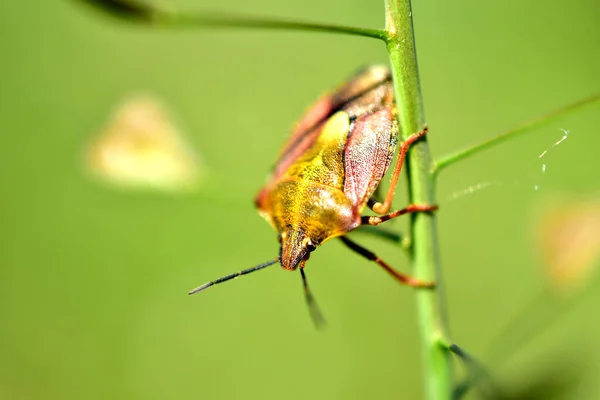 The green stink beetle clings to the stem with its paws. — Stock Photo, Image