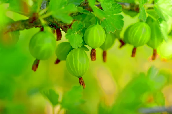 Plody zrajícího zeleného angreštu na větvi. — Stock fotografie
