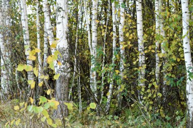 Resim, ilkbaharın başlarında çekilmiş bir grup ağaç ve huş ağacını gösteriyor..