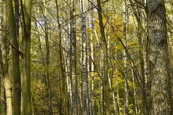 Veertig bos, bomen en struiken, vroege lente. — Stockfoto