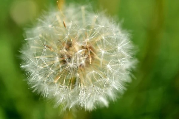 Zdjęciu Kwiat Mniszka Lekarskiego Dojrzałymi Nasionami Białymi Parasolkami — Zdjęcie stockowe