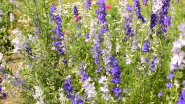 Rüzgâr böğürtlen çiçeklerini sallıyor ve bir yaban arısı onların arasında uçuyor..