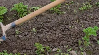 Tarımsal aletli bir çiftçi, bahçedeki yeşil filizler arasında ot topluyor, toprağı gevşetiyor..