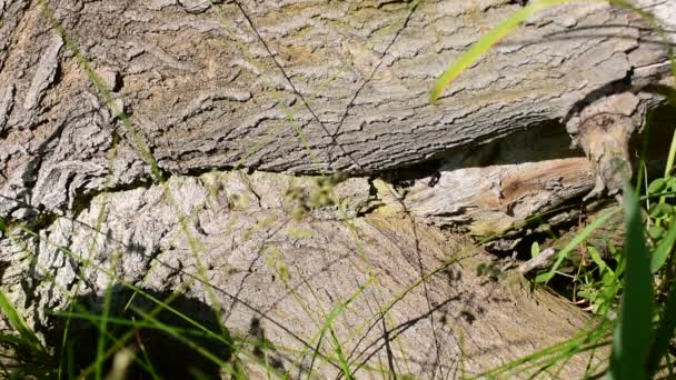 蚂蚁爬到一棵倒在草地上的树上 — 图库视频影像