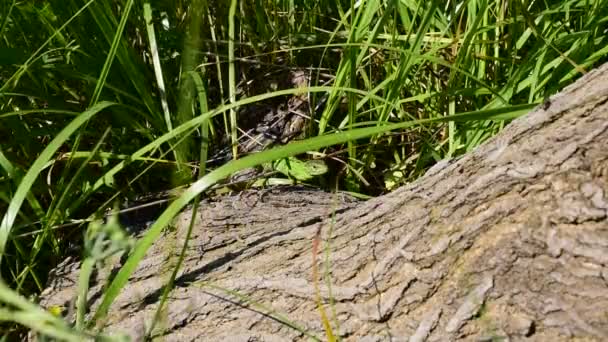 Lagarto Verde Rasteja Longo Tronco Uma Árvore Caída Deitada Grama — Vídeo de Stock