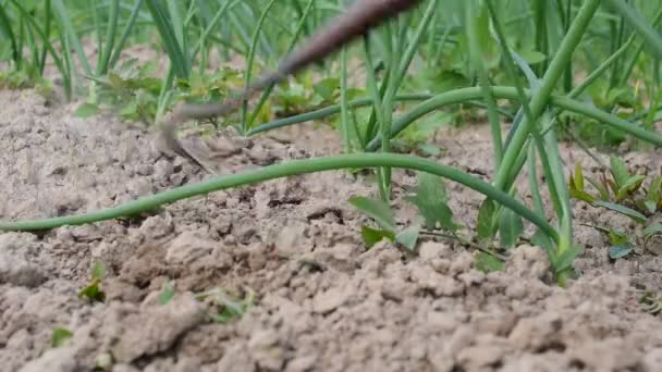 Een Boer Verwijdert Onkruid Tussen Groene Uienscheuten Een Moestuin — Stockvideo