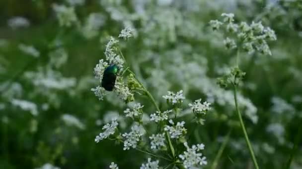 Een Groene Glanzende Kever Kruipt Witte Kleine Bloemen Verzamelt Nectar — Stockvideo