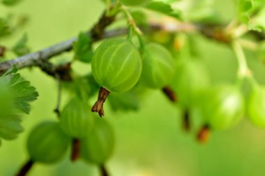 Bir dalda asılı yeşil bektaşi üzümlerinin yakın çekimi.