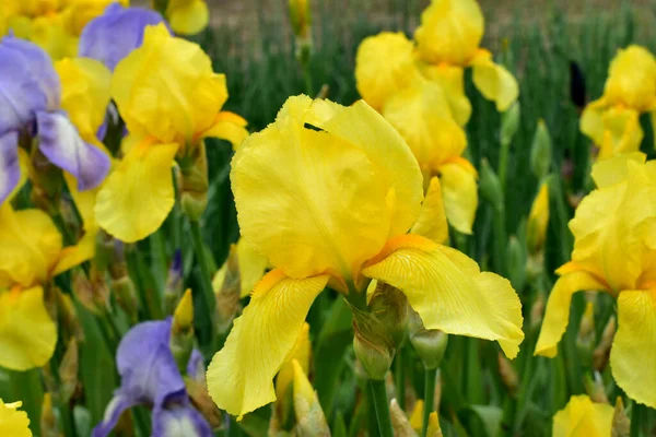 Kwitnące Kwiaty Piwonie Żółty Fioletowy Kolor Tle Bujnej Roślinności — Zdjęcie stockowe