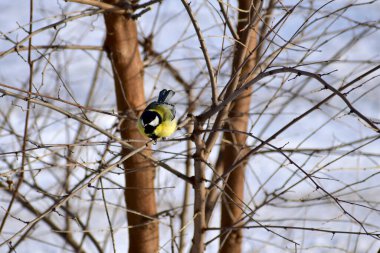 Bir meme faresi sık ağaç dallarında oturur ve yere bakar..