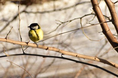 A tit sits on a horizontally growing branch of a tree and looks at the ground.
