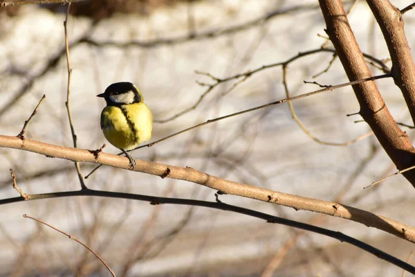 Tit Sits Horizontally Growing Branch Tree Looks Ground — Foto Stock