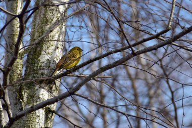 Resimde, bir ispinoz kuşu mavi gökyüzüne karşı bir ağaç dalında oturur..