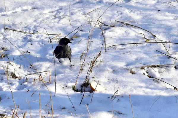 图上是一只野鸭鸟站在一片面包旁边的雪地里 — 图库照片
